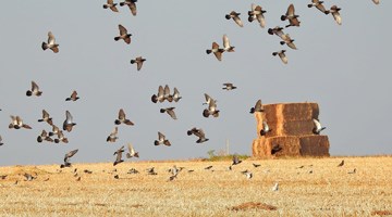 החוויה הקיבוצית